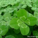 네잎클로버 이미지