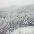 서림왕족발