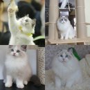 메인돌 이미지
