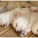 소망켄넬 이미지