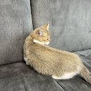 강아지공작소 | 고양이·강아지 털 제거 완벽템 🐾 리필 없는 반영구 롤클리너 리뷰｜생활공작소 롤클리너 사용기