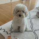 토리네 수제간식 이미지