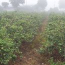 와촌농장 이미지