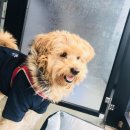 그루머웅 이미지