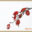 안개로가로수 이미지