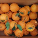 이상윤농장 이미지