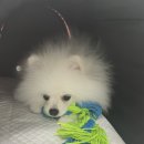 벨라 펫샵 이미지