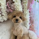 그루멍캡틴 이미지