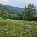 공주 구룡사 구절초 축제 + 밤줍기(펑~) 이미지