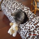 우리집 야옹이 이미지