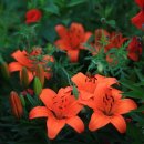 살바토레펜션 이미지