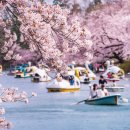 이노약국 | 일본 도쿄 근교 여행 완전 정복 🌸 기치조지(Kichijoji) &amp; 이노카시라 공원 당일치기 코스