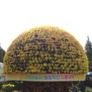 국화천 이미지