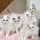 플라워돌스 이미지