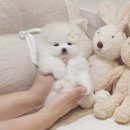 강아지집 | 일산동강아지무료분양 포메라니안 크림