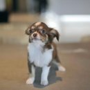 애니멀즈 강아지분양 고양이분양 천안점 이미지