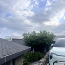 막다른 둥지 이미지