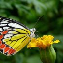 금성고기촌 - 논산시 황산길 12-1 | 금성고기촌