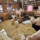 투머치목장 이미지