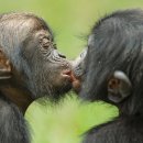 보노보 이미지