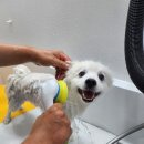 Bubble Dog 이미지