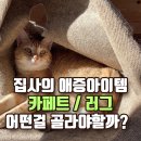 고양이를 키우는 집에는 어떤 <b>카펫</b>을 깔아야 할까?