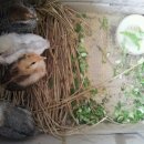 누룽지농장 이미지