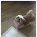 여시발바닥 이미지