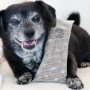 반려견 | 강아지사료 하림펫푸드 더리얼 반려견사료 추천 후기