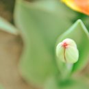 꽃봉우리 이미지