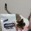 어피니티코리아 이미지