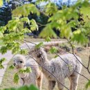 하호느티나무마을진입로 | 가평 아이랑 가볼만한곳 TOP5 남이섬·양떼목장·레일바이크 가격 총정리