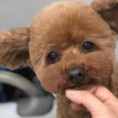 몽띠끄펫 이미지