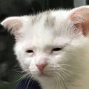 모이드헤어