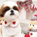 써니애견 미용실 이미지