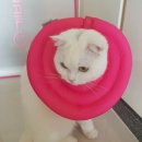 페츠온동물병원 이미지