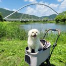 강아지정원 이미지