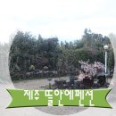 뜰안에다육이
