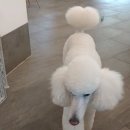 (주)한국반려동물아카데미 네이버블로그