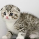 하얀강아지&고양이 이미지