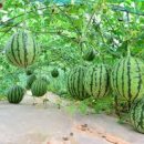 대훈농장 이미지