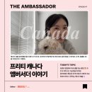 토론토 팝업에서 무료 샘플 얻는 방법 공개 🎁🏪 프리티 캐나다 앰버서더의 듀얼플랜 사용 솔직후기