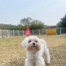 조니4 | 김포 애견유치원 추천 훈련이 진짜 되는 곳 조니독스 후기