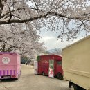 화개중학교 | 경남 하동 벚꽃 축제, 하동 십리 벚꽃길 실시간 개화 상황, 4월 가볼만한 곳 추천
