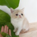 엑조틱매니아