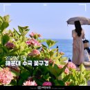 송림공원 | 해운대 송림공원 수국 올해 상황 솔직한 후기