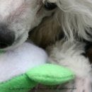 도로시 퍼피 이미지