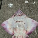 홍어한마리 이미지