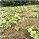 호박농장 이미지