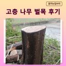 청원벌목 | 고층건물 옆 키큰나무 벌목 위험수 가지치기